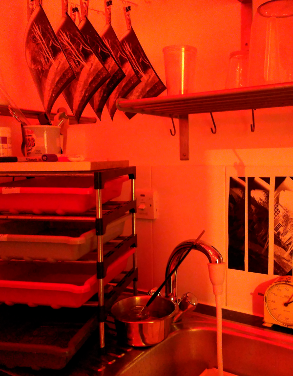 Photographic prints hanging to dry in a darkroom lit by a red safe-ligfht